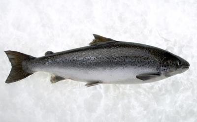An Atlantic salmon