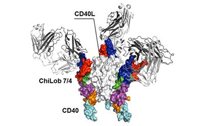 CD40 receptors 