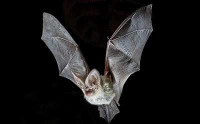 Picture of grey long-eared bat