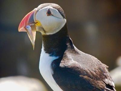 Photo of puffin