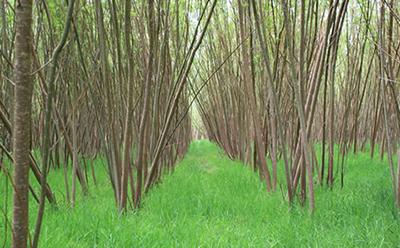 Coppice willow
