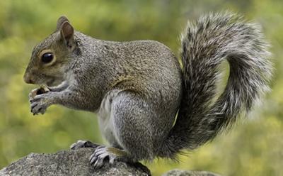 Grey squirrel