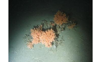 Cold water coral 