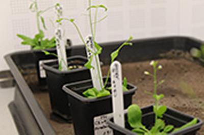 Biochar - Arabidopsis