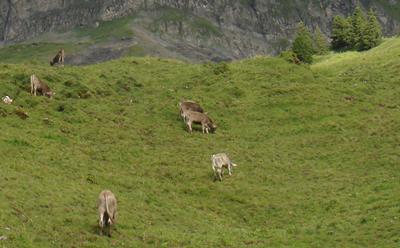Alpine cattle, Canton of Schwyz