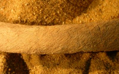 Bone knife marks. Historic England