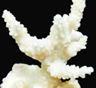 Staghorn coral 