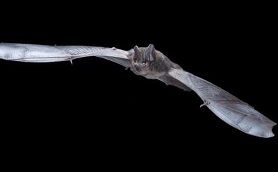 Picture of barbastelle bat