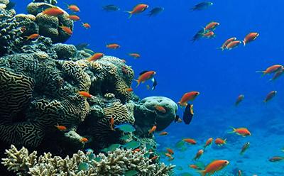 Coral reef biodiversity