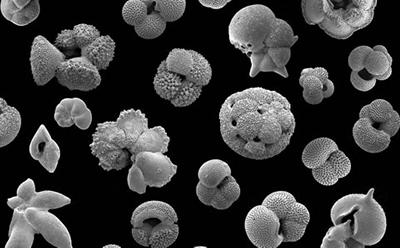 planktonic foraminifera 