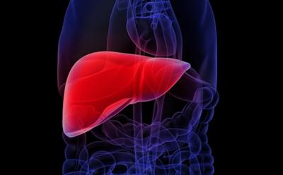 Liver