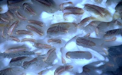 Methane ice worms