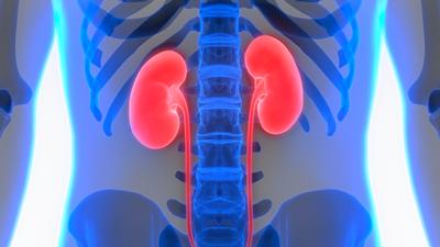 Kidney