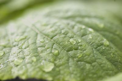Leaf with water droplets