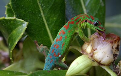 Blue tailed day gecko