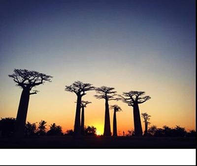 Trees