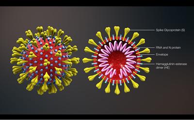 Animation of a coronavirus