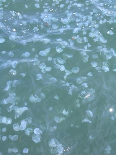 Moon jellyfish in Japan
