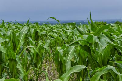 Maize field