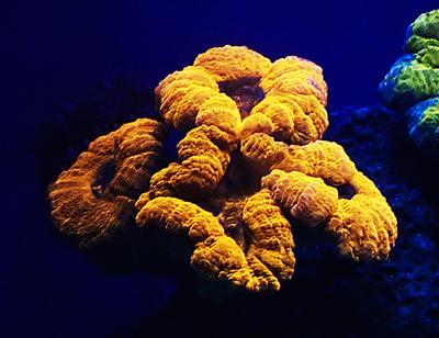 Lobophyllia coral