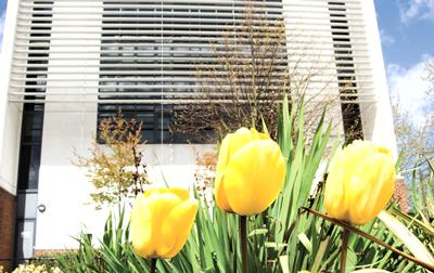 Yellow tulips outside Building 67