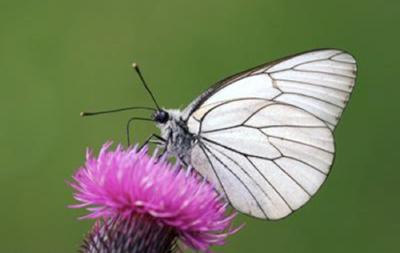 The Black-veined White butterfly.