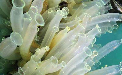 Ciona intestinalis