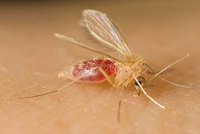 Picture of sand fly
