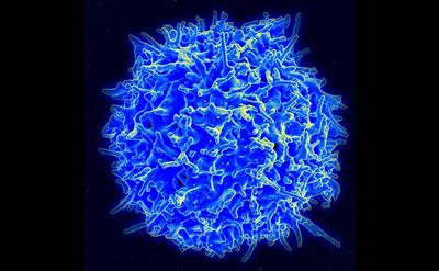 Human T-cell