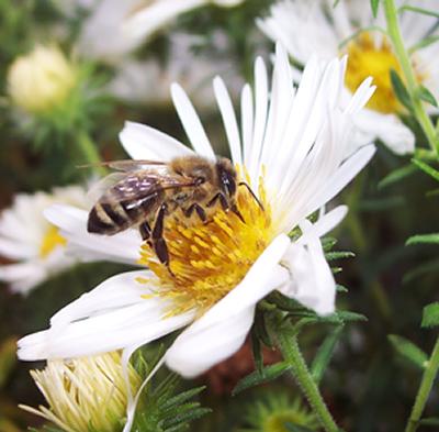 Honeybee forager