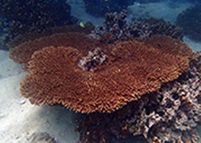 Persian gulf coral