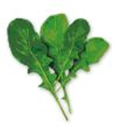 Lettuce Leaf