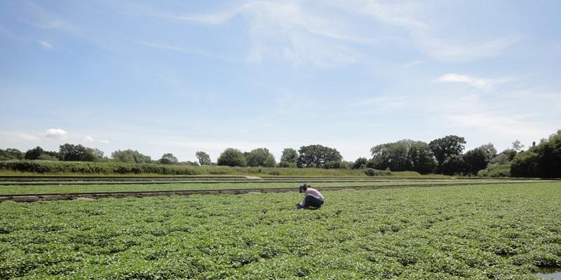 A collaboration between UoS and industry to produce a better crop.