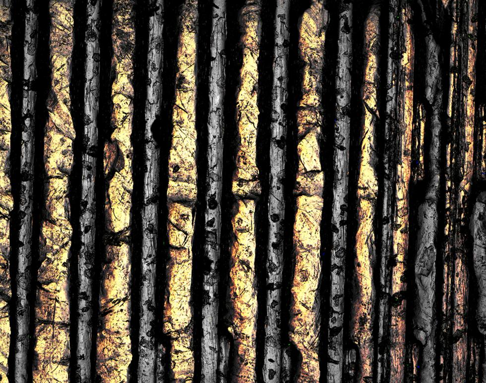 Silver birch forest - Matt Lawson
