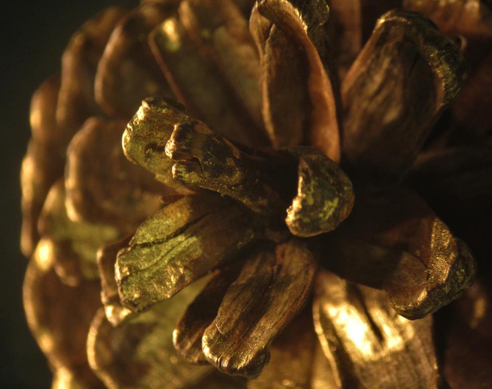 Gold pine cone - Roxanna Ramnarine Sanchez