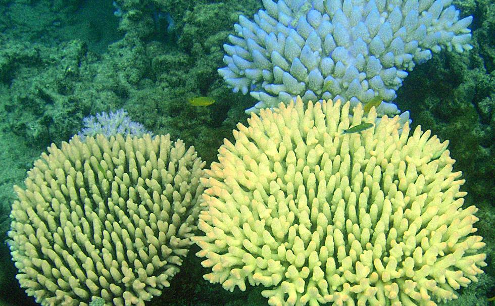 Staghorn corals during colourful bleaching event