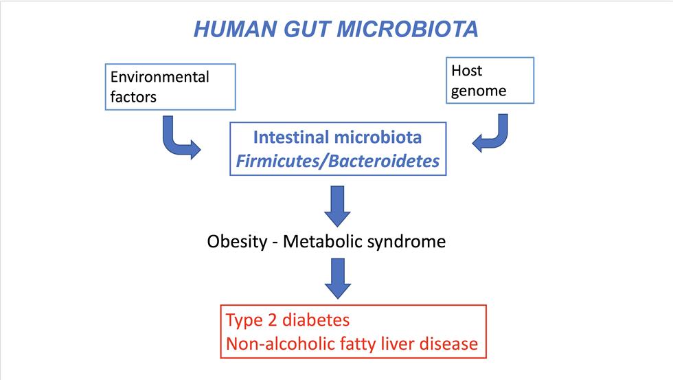 INSYTE – INvestigation of SYnbiotic TreatmEnt in Non Alcholic Fatty Liver Disease (NAFLD)