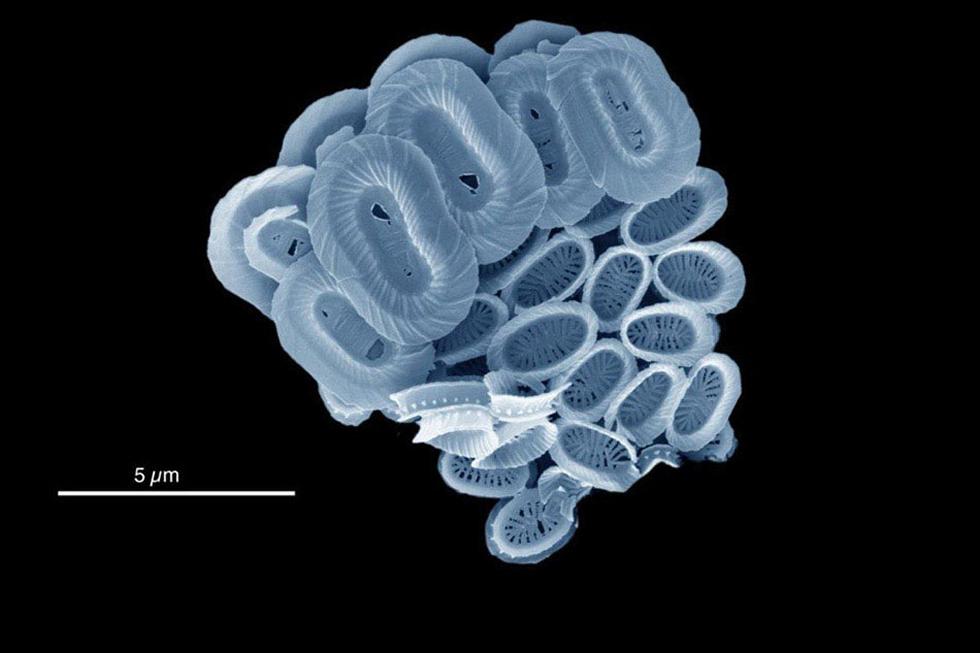 The newly discovered species of ocean plankton