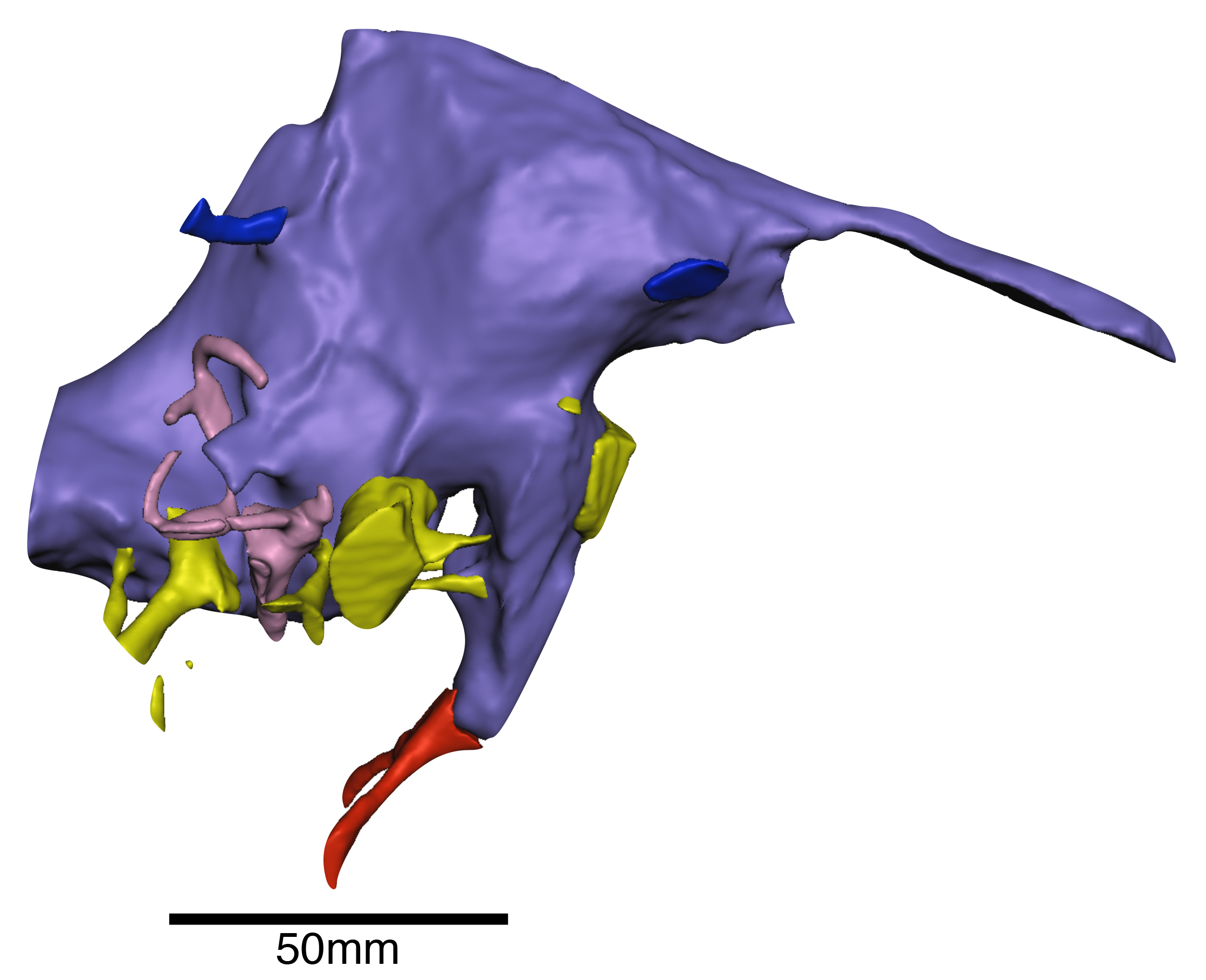 3D reconstruction of endocast Credit: Chris Barker