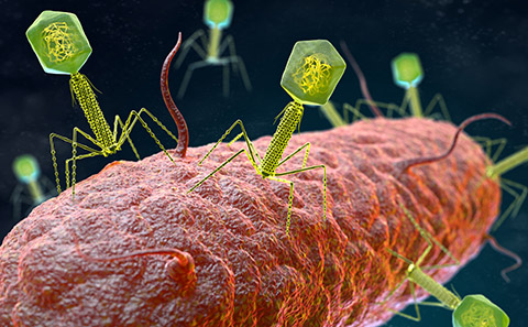 Illustration of phage virus 