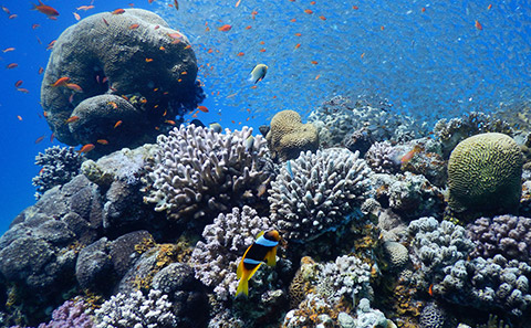 Coral reef with colourful fish.
