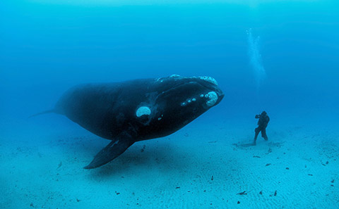 Southern right whale. Credit: Brian J Skerry/Nat Geog Stock/WWF