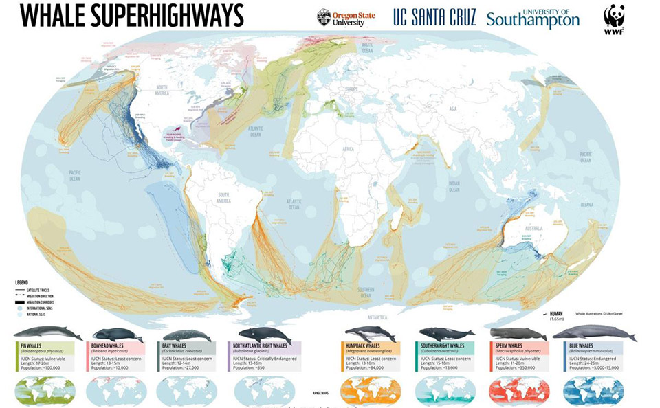 Map of whale superhighways.