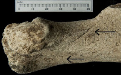 Aurochs bone with cut marks.