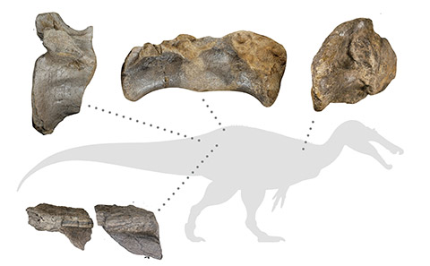 Bones of the newly identified spinosaurid