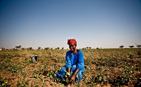 African woman working with crops