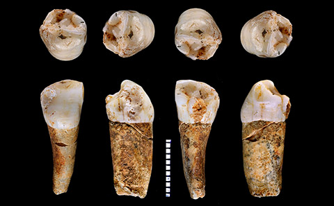 A Neanderthal tooth