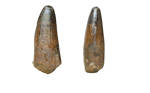 Spinosaur tooth from the Wealden seen from two different angles.