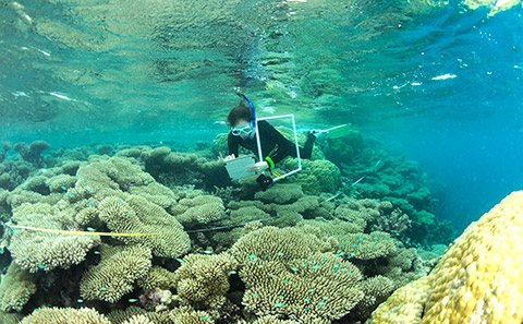 Scientist swims above a coral reef.