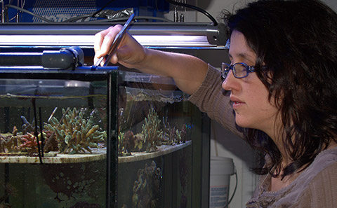 Scientist propagating corals in a glass tank.